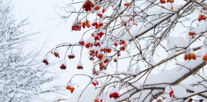 梦见下大雪了