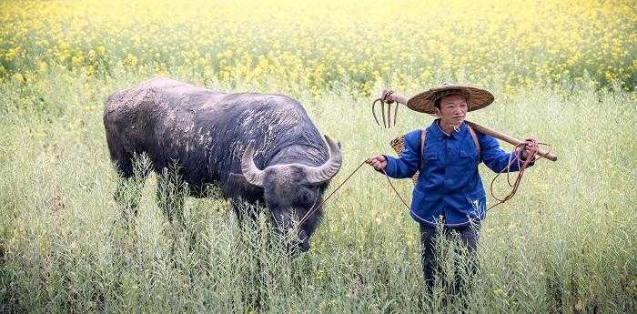 十二生肖里小丑是哪个生肖