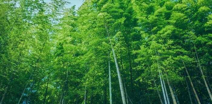 梦见竹林是什么预示