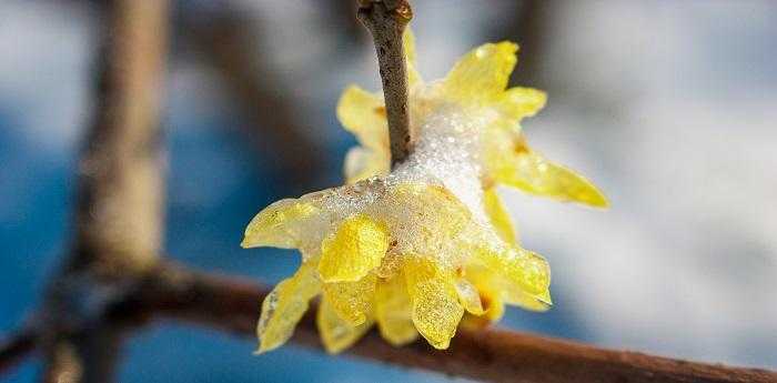 梦见雪中开花是什么意思