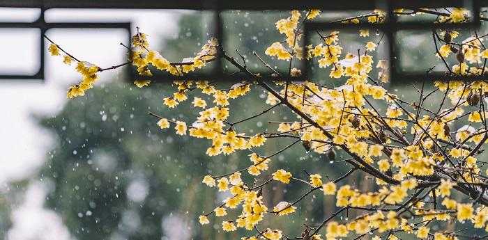 梦见雪中开花是什么预示