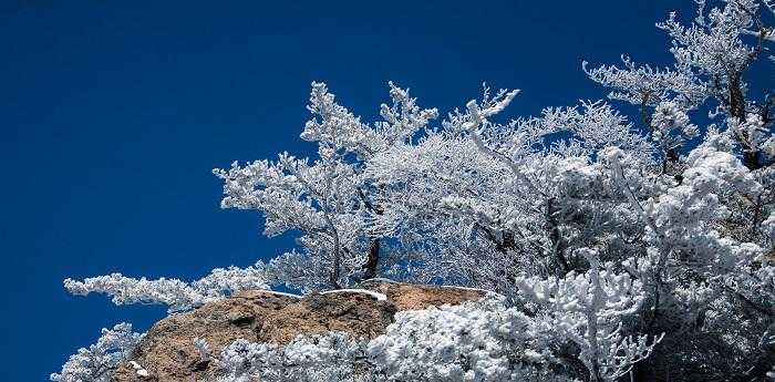 梦见雪松是什么意思