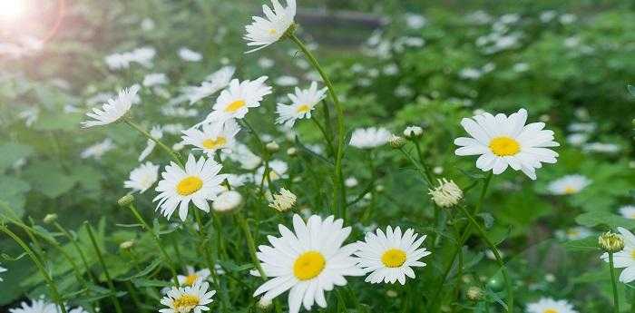 梦见各种花开是什么意思