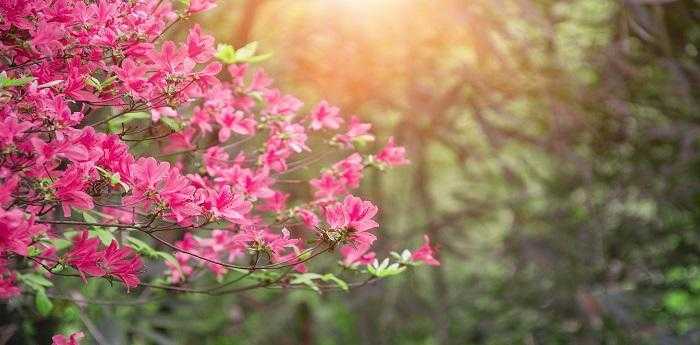 梦见杜鹃花是什么意思