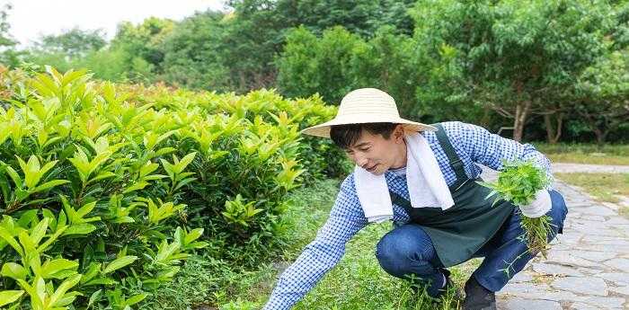 梦见院子里长满杂草是什么意思