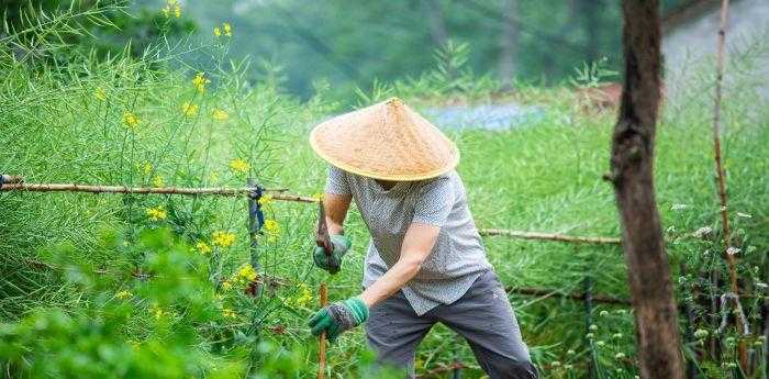 梦见种菜是什么意思