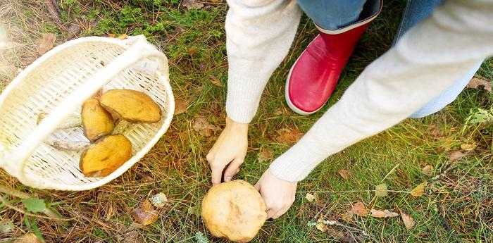 女人梦见在山上捡蘑菇