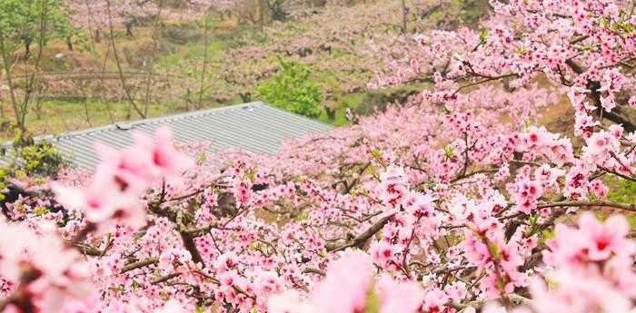 梦见满山桃花盛开是什么预示