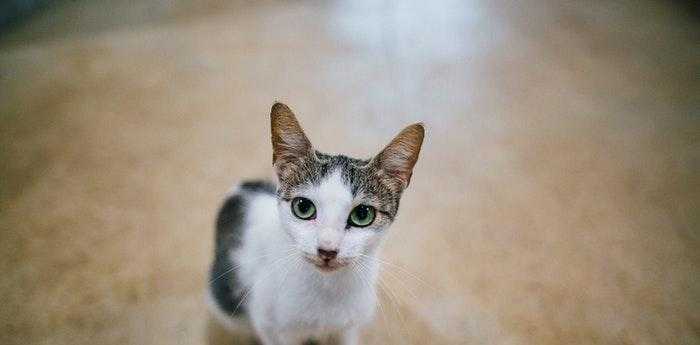 梦见打猫是什么预兆