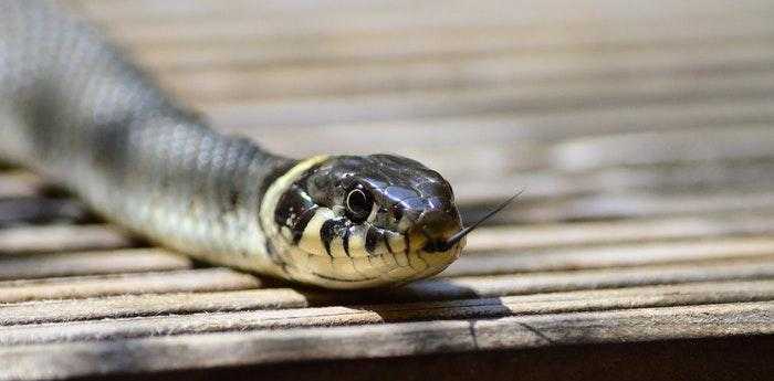 梦见被蛇咬了腿