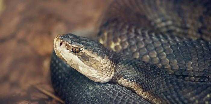 做梦梦到蛇追着自己跑