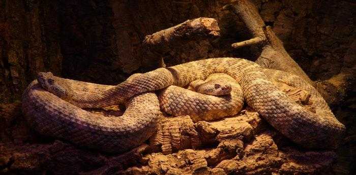 梦见被蛇咬了腿