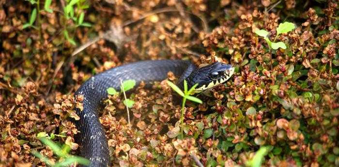 做梦梦到蛇追着自己跑