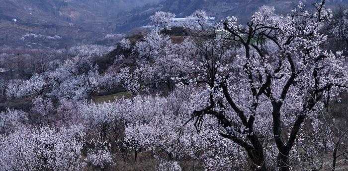 梦见杏树开花什么意思