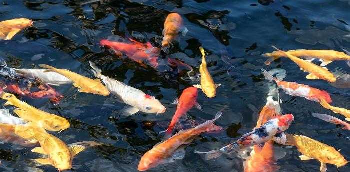 梦见水里好多鱼有死鱼有活鱼