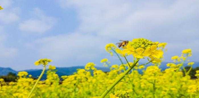 梦见油菜花开了遍地