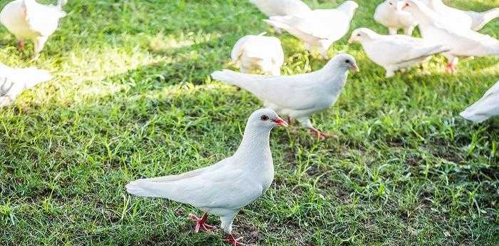 梦见鸽子死了