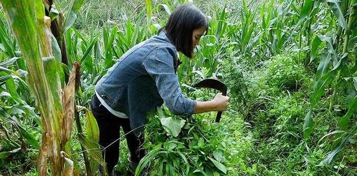 梦见打猪草是什么预示