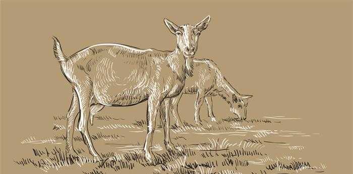 美女如云指什么生肖