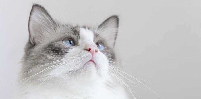 做梦梦见猫缠着我不放