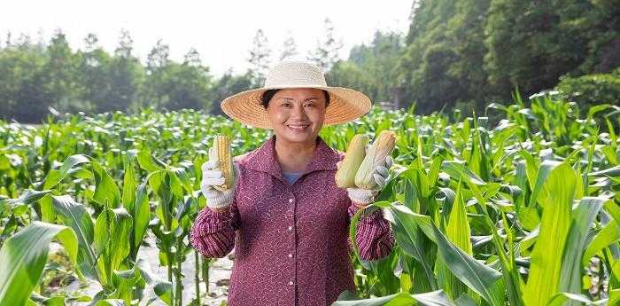 女人梦见一片玉米地