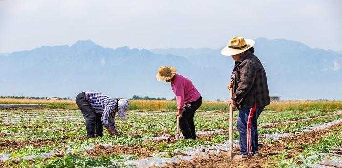 女人梦见自己挖土翻地