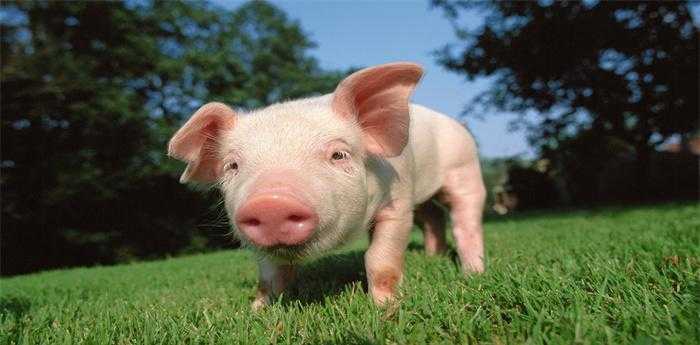 承恩八戒转山林是什么生肖