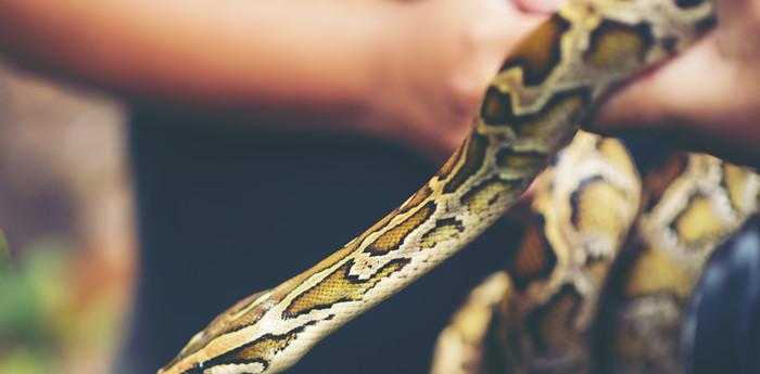 梦见被蛇咬了是什么预示