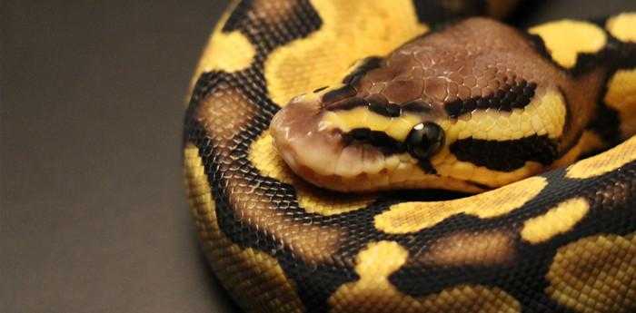 梦见被蛇咬了是什么意思