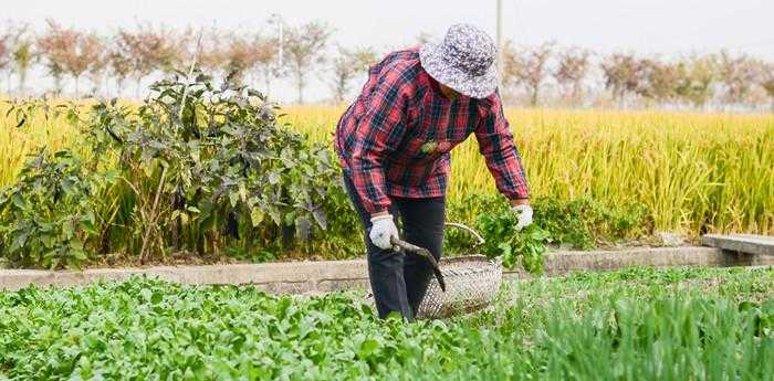 梦见挖野菜没能找到