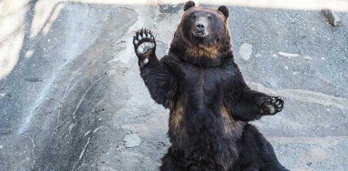 梦见被熊追赶逃跑成功