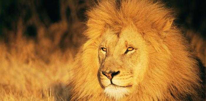 男人做梦梦到狮子是什么意思