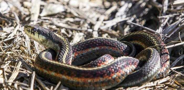 梦见被蛇咬什么预示