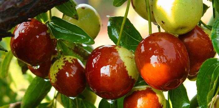 梦见眼睛里有枣