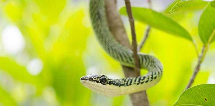 孕妇梦见一路上遇见蛇，寓意与解读