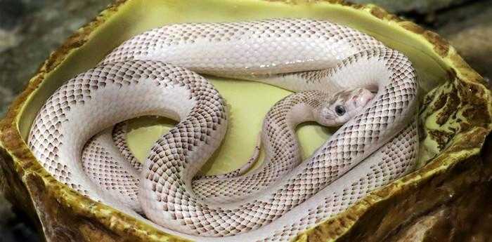 梦见被蛇咬什么意思