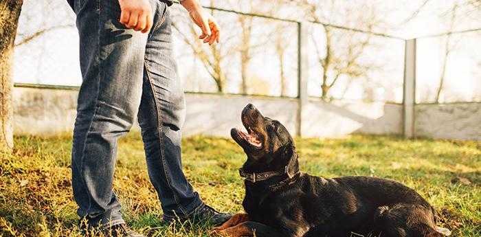 梦见丈夫和狗亲吻