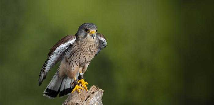 女人梦见黑鸟什么预示