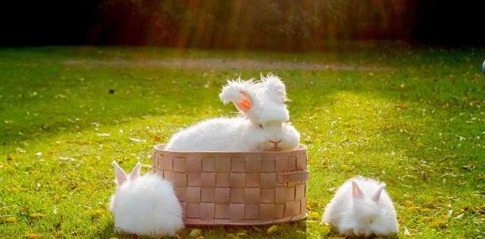 梦见很多兔子幼崽是什么意思