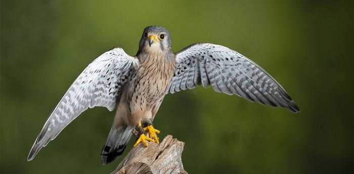 女人梦见黑鸟什么意思