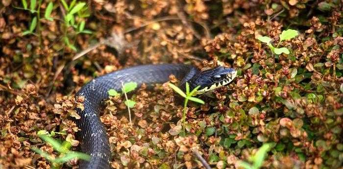 周公解梦被蛇咬了是什么预示