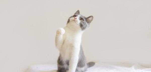 梦到猫咬脚是什么预兆