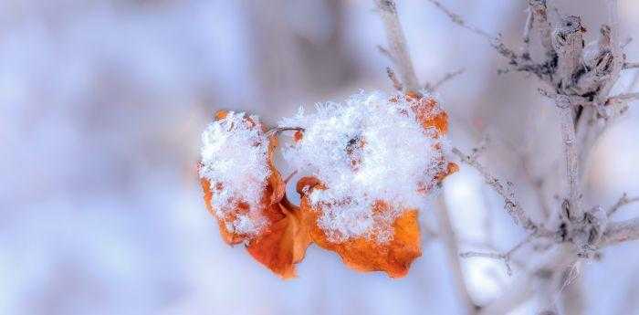 梦见天空飘雪什么征兆