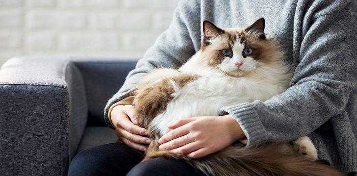 孕妇做梦梦见猫是什么预示