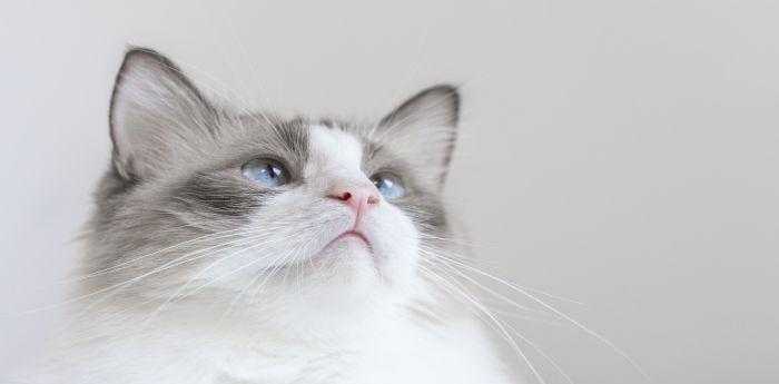 梦到猫攻击自己是什么预示