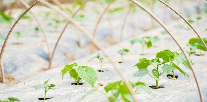 梦见挖土种菜是什么意思