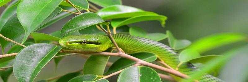 梦见被蛇咬了是什么征兆