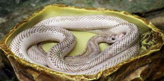 晚上做梦梦到蛇是什么意思