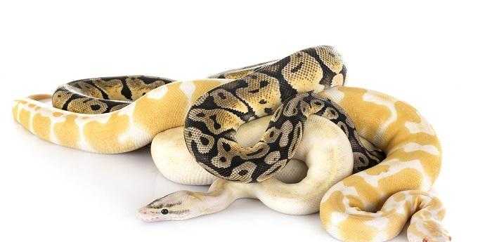 做梦梦到蛇生小蛇是什么意思