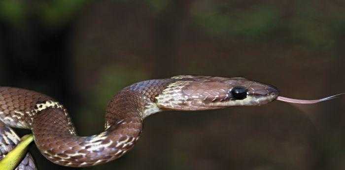 梦见自己把蛇打死了是什么意思